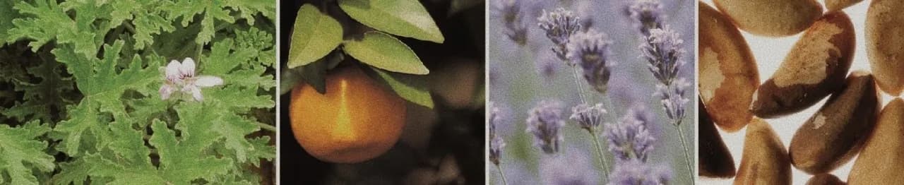 全施術に含まれる6つのリチュアル — botanical essences, ラリエン明洞店